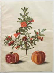 Punica granatum from the album Gottorfer Codex