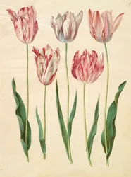 Tulipa gesneriana from the album Gottorfer Codex