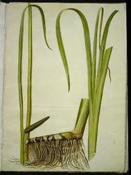 Acorus calamus (common sweet flag)