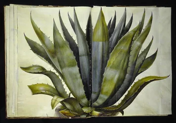 Agave Americana (Common Agave)