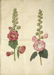 Alcea Rosea (Garden Hollyhock)