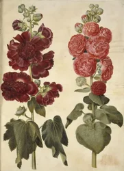 Alcea Rosea (Garden Hollyhock)