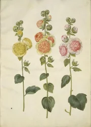 Hollyhock