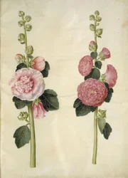 Alcea rosea (Hollyhock)