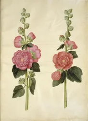 Alcea Rosea (Garden Hollyhock)