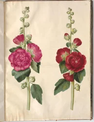 Alcea rosea (Garden Hollyhock)