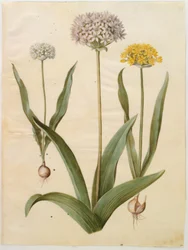 Allium moly (golden garlic); Allium nigrum (black garlic)