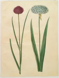 Allium sphaerocephalon; Allium nigrum