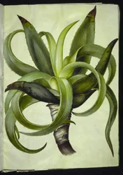 Aloe
