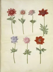 Anemone coronaria (Poppy Anemone)