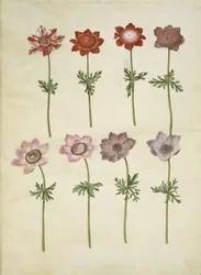 Anemone Coronaria (French Anemone)