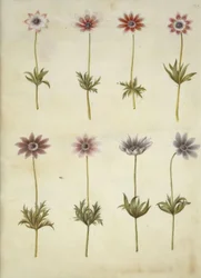 Anemone pavonina (peacock anemone)