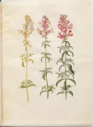Antirrhinum majus (Garden Snapdragon)