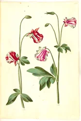 Aquilegia Vulgaris (Common Columbine)