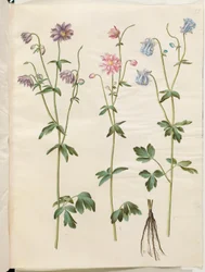 Aquilegia Vulgaris (Common Columbine)
