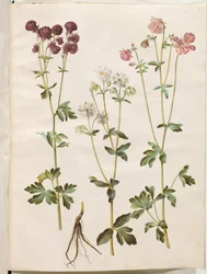 Aquilegia vulgaris (Common Columbine)