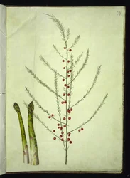 Asparagus officinalis (Common Asparagus)