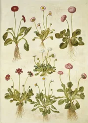 Bellis perennis (common daisy)