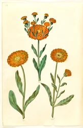Calendula Officinalis (Pot Marigold)