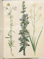 Campanula persicifolia (Peach-leaved Bellflower); Campanula pyramidalis (Pyramidal Bellflower); Anthericum ramosum (Branched St. Bernard