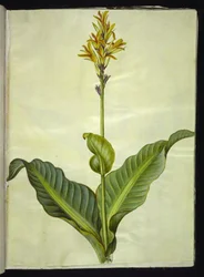 Canna Indica (Edible Canna)