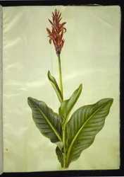 Canna indica (Edible Canna)