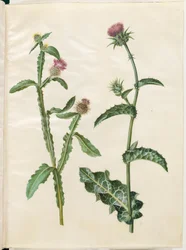 Centaurea Seridis; Silybum Marianum (Milk Thistle)