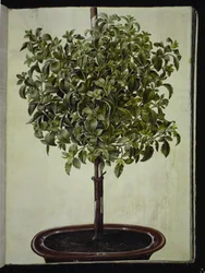 Cistus creticus