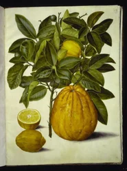 Lemon; Pomelo