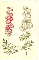 Consolida ajacis (Garden Larkspur)