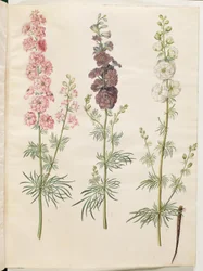 Consolida Ajacis (Rocket Larkspur)