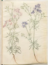 Consolida regalis (Field Larkspur)