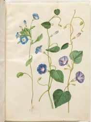 Convolvulus tricolor (Blue Morning Glory); Ipomoea purpurea (Purple Morning Glory)