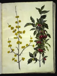 Cornus mas