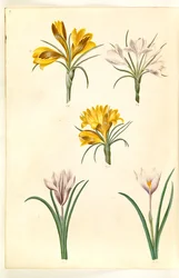 Crocus angustifolius; Crocus versicolor; Crocus vernus (?)