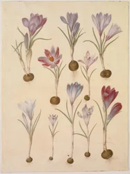 Crocus vernus (Spring Crocus)