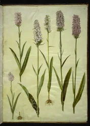 Dactylorhiza maculata (spotted orchid)