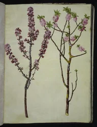 Daphne Mezereum (Mezereon)