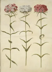 Dianthus Barbatus (Sweet William)
