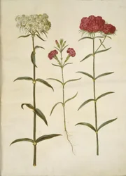 Dianthus barbatus (Sweet William); Dianthus (Species of Carnation)