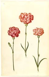 Dianthus caryophyllus (Garden Carnation)