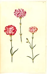 Dianthus Caryophyllus (Carnation)