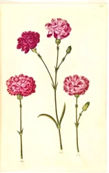 Dianthus Caryophyllus (Carnation)