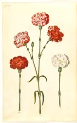 Dianthus caryophyllus (Carnation)