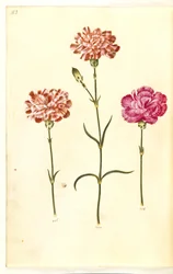 Dianthus caryophyllus (carnation)