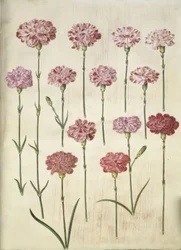 Dianthus Caryophyllus (Garden Carnation)