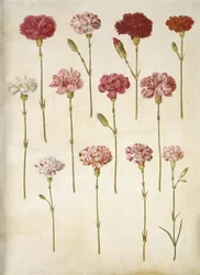 Dianthus Caryophyllus (Carnation)