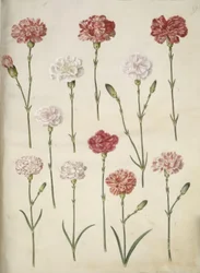 Dianthus Caryophyllus
