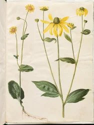 Doronicum Pardalianches; Rudbeckia Laciniata