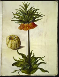 Fritillaria imperialis (crown imperial)